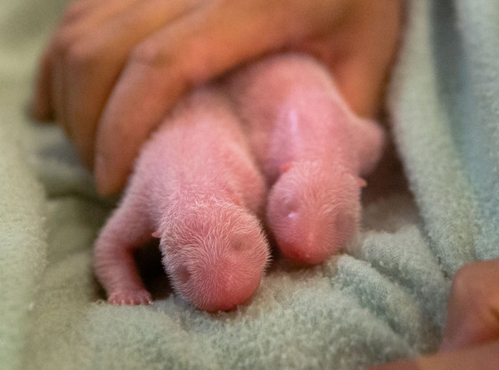 Lun Lun, Panda Twins Lun Lun, Panda Twins